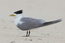 Greater Crested Tern