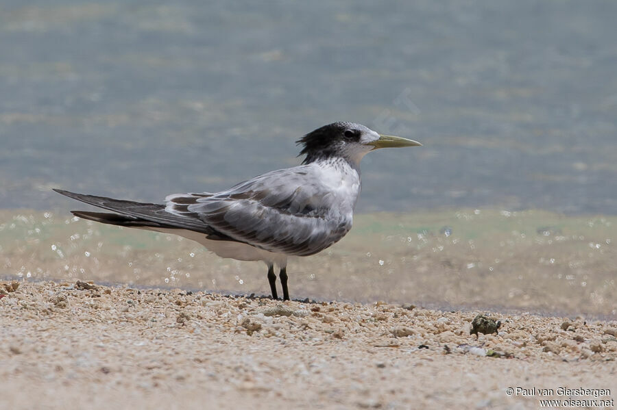 Greater Crested Ternadult post breeding