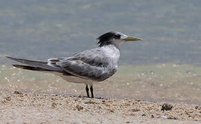 Greater Crested Tern