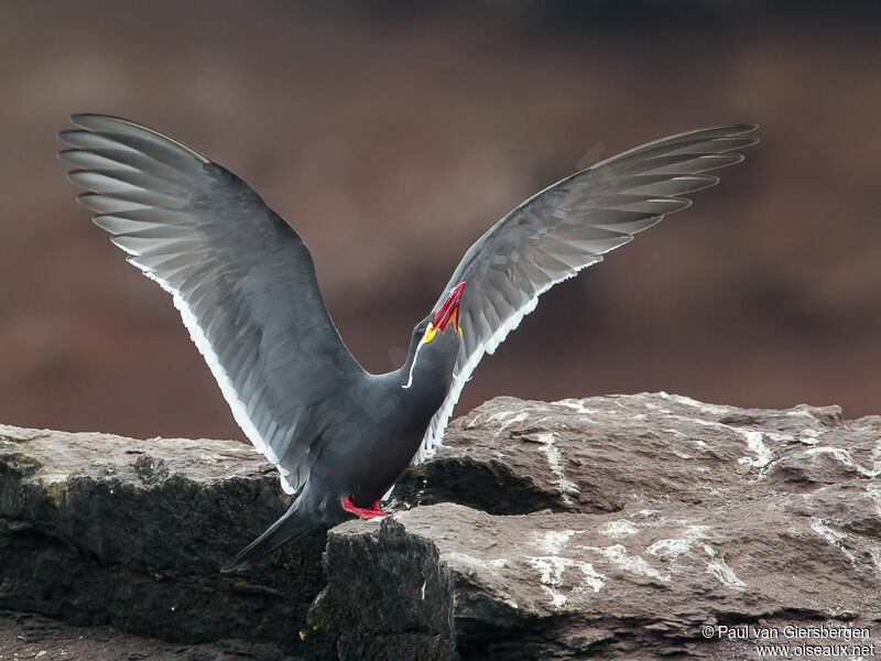 Inca Tern