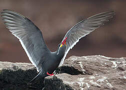 Inca Tern