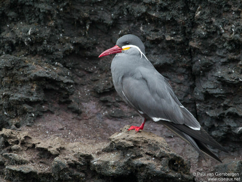 Inca Tern