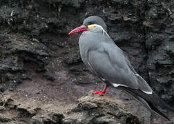 Inca Tern