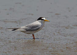 Little Tern