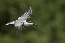 Little Tern