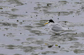 Fairy Tern