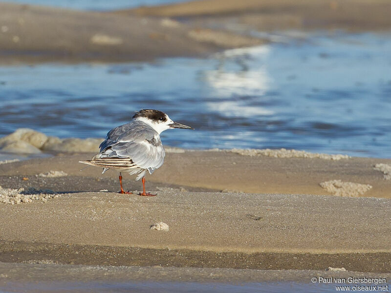 Common Tern