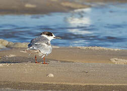 Common Tern