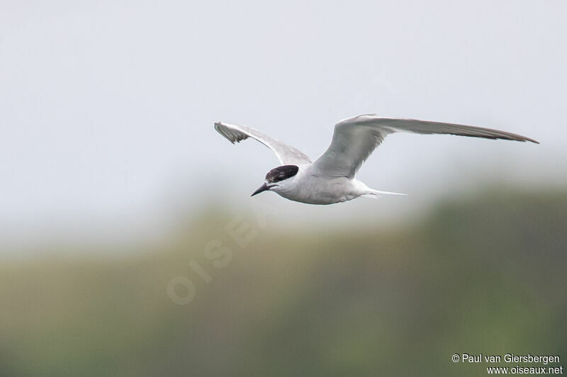 Common Tern