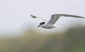 Common Tern