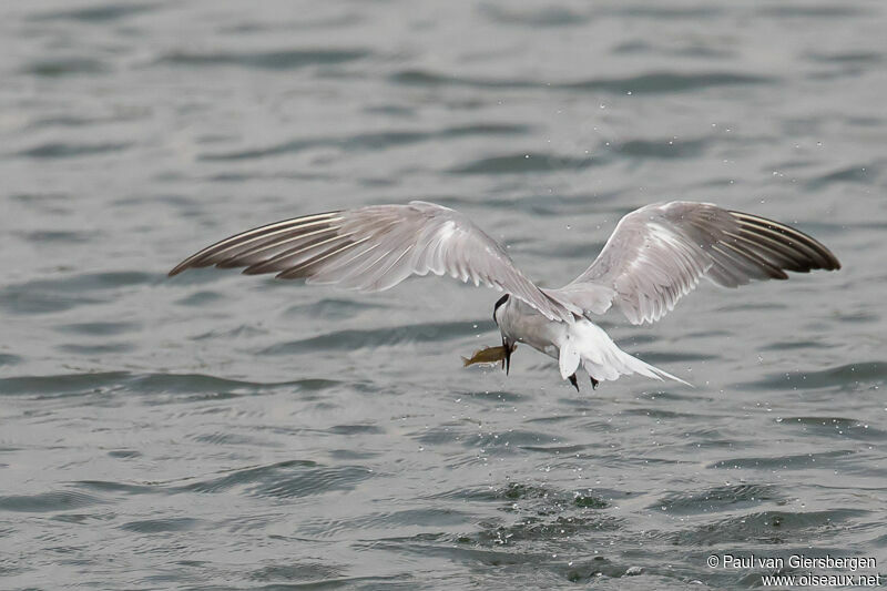 Common Tern