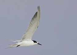 Common Tern