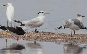 Royal Tern