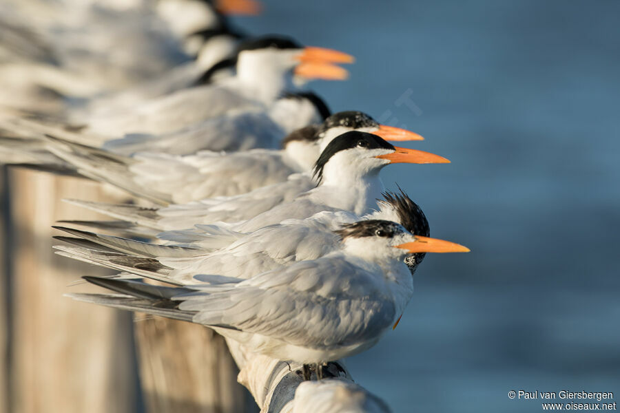 Royal Tern