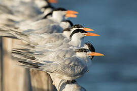 Royal Tern