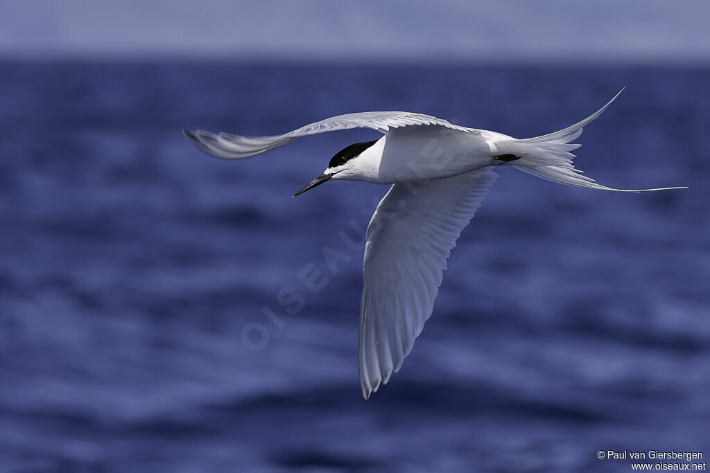 White-fronted Ternadult