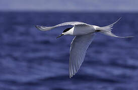 White-fronted Tern