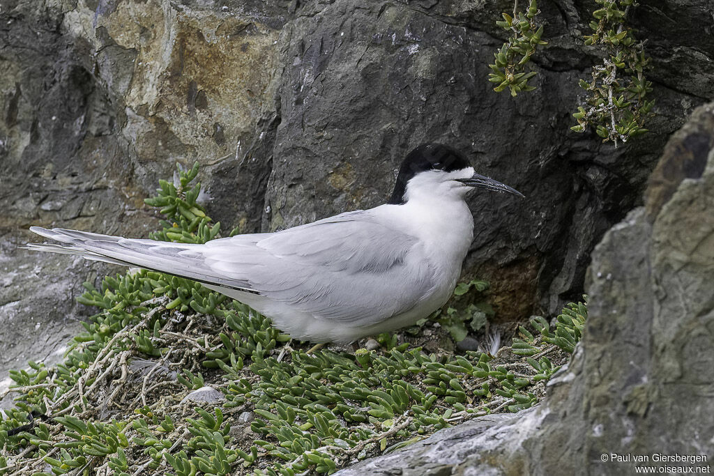 White-fronted Tern