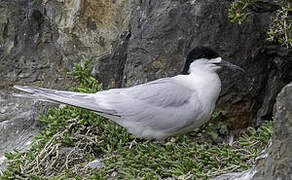 White-fronted Tern