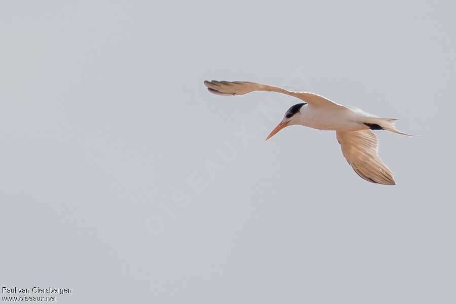 Lesser Crested Ternadult post breeding