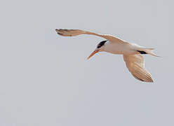 Lesser Crested Tern