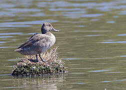 Freckled Duck