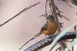 Finsch's Rufous Thrush