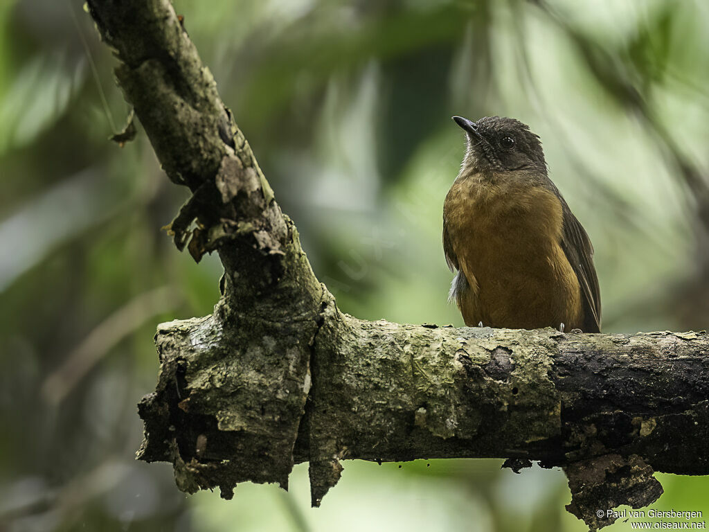 Finsch's Rufous Thrushadult