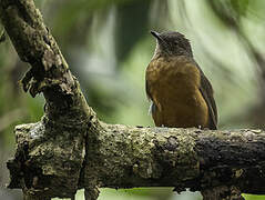 Finsch's Rufous Thrush