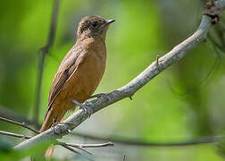 Fraser's Rufous Thrush