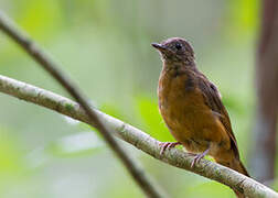 Fraser's Rufous Thrush