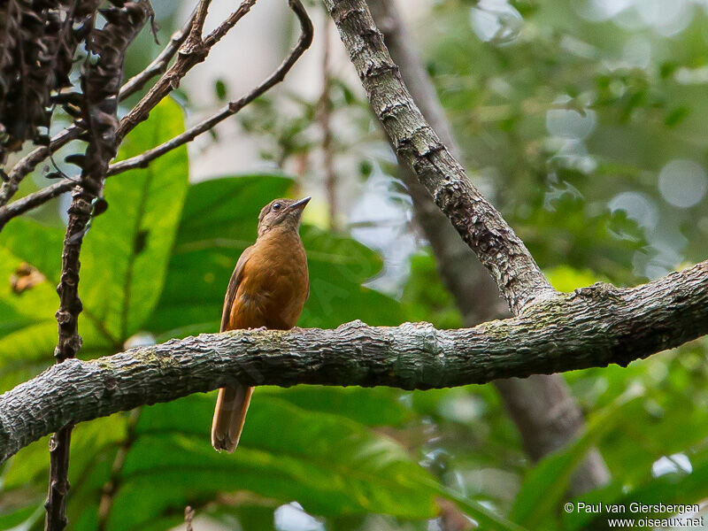 Fraser's Rufous Thrush