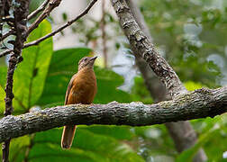 Fraser's Rufous Thrush