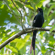 Long-tailed Starling