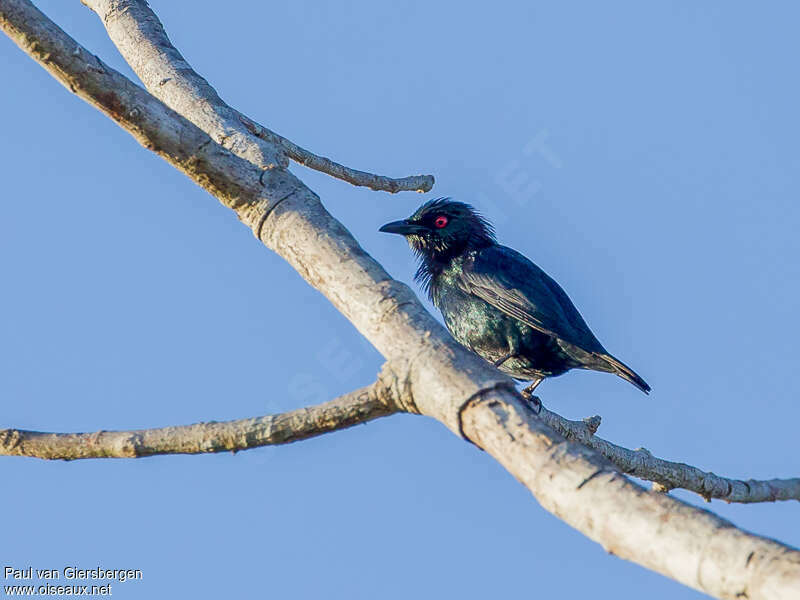 Short-tailed Starlingadult, identification