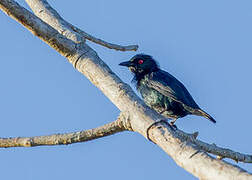 Short-tailed Starling