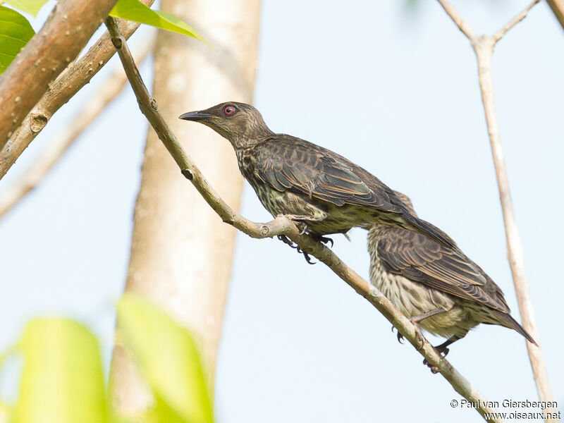 Asian Glossy Starling