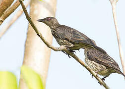 Asian Glossy Starling