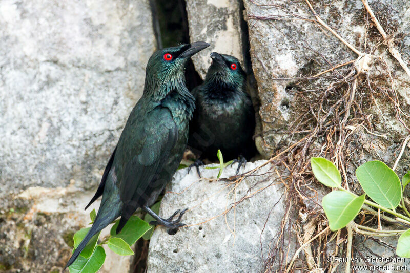 Asian Glossy Starling