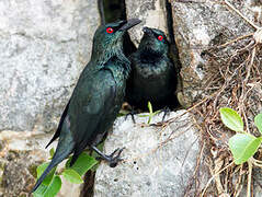 Asian Glossy Starling