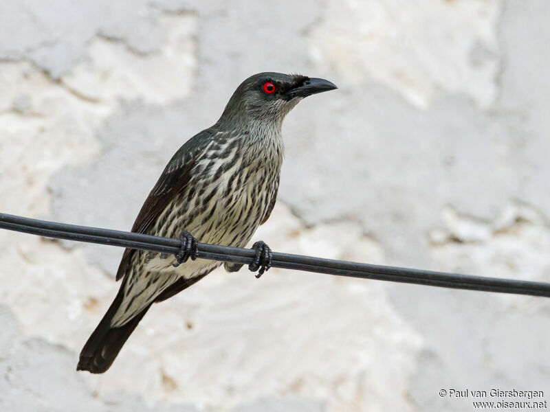 Asian Glossy Starling