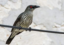 Asian Glossy Starling