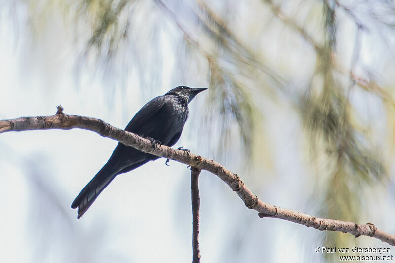 Moluccan Starling