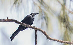 Moluccan Starling