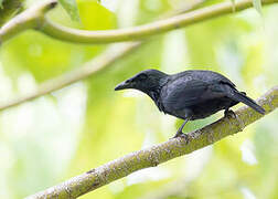 Moluccan Starling