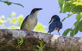 Metallic Starling