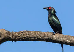 Metallic Starling