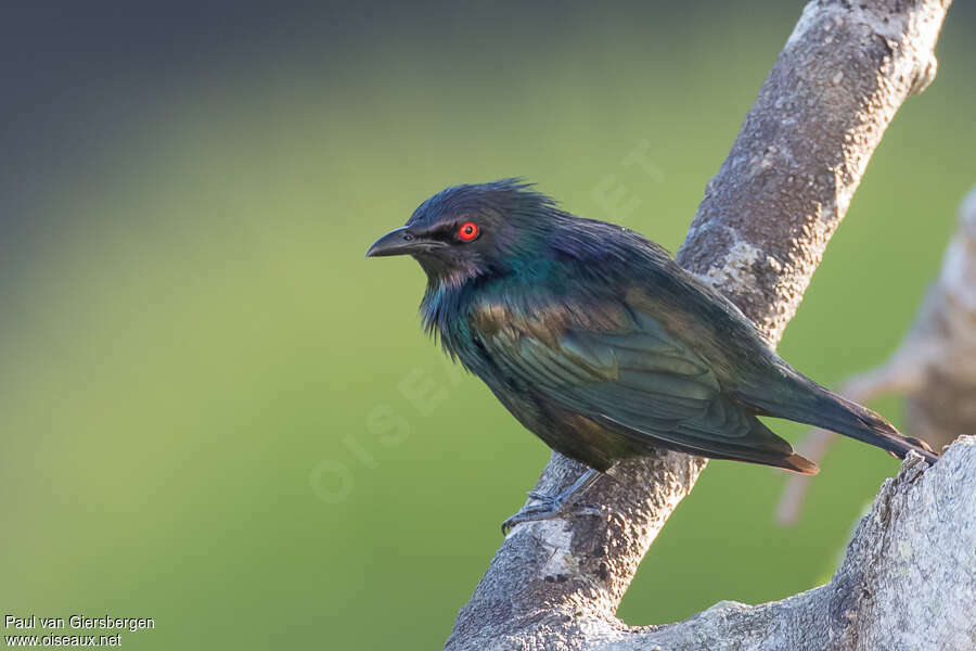 Metallic Starlingadult, identification