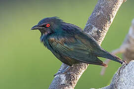 Metallic Starling