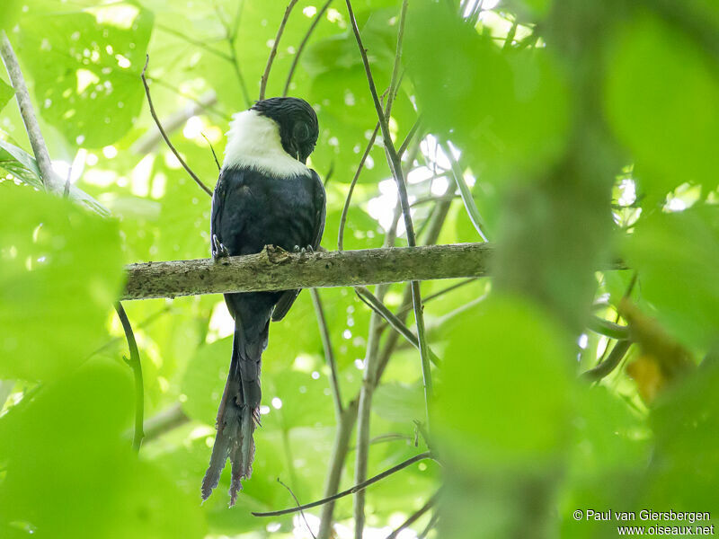 White-necked Mynaadult